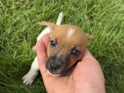 Beautiful miniature Jack Russell puppies in Cork