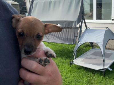Beautiful miniature Jack Russell puppies in Cork