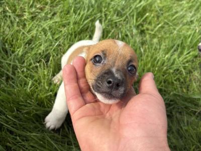 Beautiful miniature Jack Russell puppies in Cork