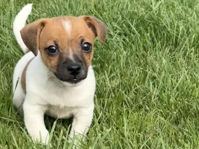 Beautiful miniature Jack Russell puppies in Cork
