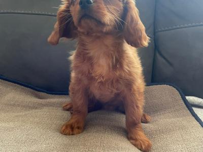 Ruby Cavalier King Charles puppies in Mayo