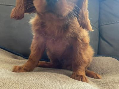 Ruby Cavalier King Charles puppies in Mayo