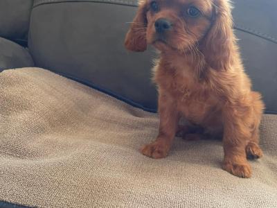 Ruby Cavalier King Charles puppies in Mayo