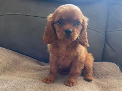 Ruby Cavalier King Charles puppies in Mayo