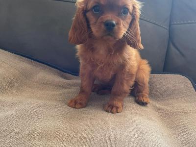 Ruby Cavalier King Charles puppies in Mayo