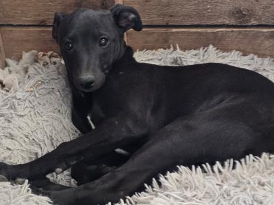 Beautiful Whippet . Last of cracking litter. Very unusual colour