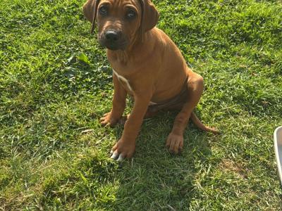 Rhodesian Ridgeback puppies in Wicklow
