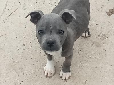 Blue 🔵 Staffy 🐾 puppies