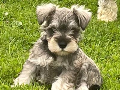 IKC Registered miniature Schnauzer puppies in Laois