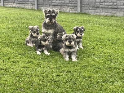 IKC Registered miniature Schnauzer puppies in Laois