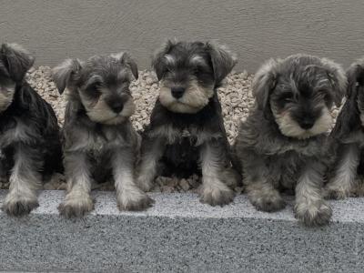 IKC Registered miniature Schnauzer puppies in Laois