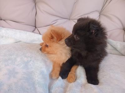 Two beautiful Pomeranian pups for sale in Limerick