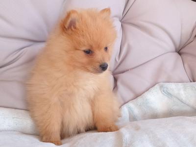 Two beautiful Pomeranian pups for sale in Limerick