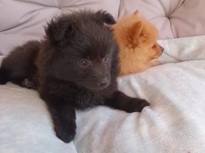 Two beautiful Pomeranian pups for sale in Limerick