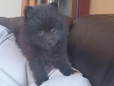 One remaining Beautiful female Pomeranian puppy for sale in Limerick