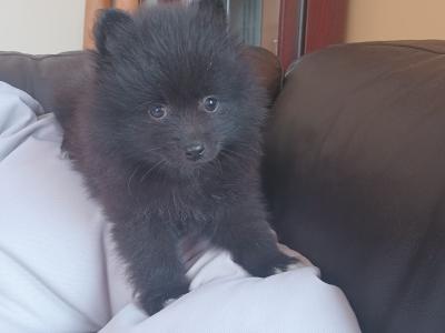 Two beautiful Pomeranian pups for sale in Limerick