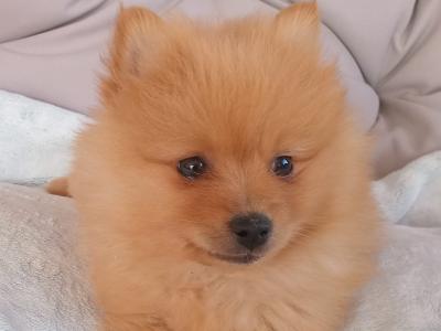 Two beautiful Pomeranian pups for sale in Limerick