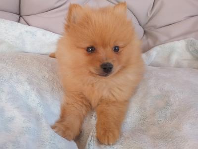 Two beautiful Pomeranian puppies for sale in Limerick