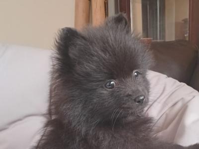 One remaining Beautiful female Pomeranian puppy for sale in Limerick
