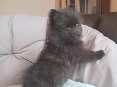 Two beautiful Pomeranian pups for sale in Limerick