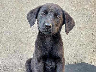 Fully health tested Bred IKC Registered male Labrador puppy in Clare!