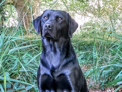 Fully health tested Bred IKC Registered male Labrador puppy in Clare!
