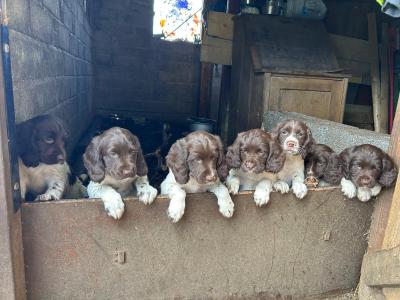 Working Springer Spaniel for STUD, KC REGISTERED