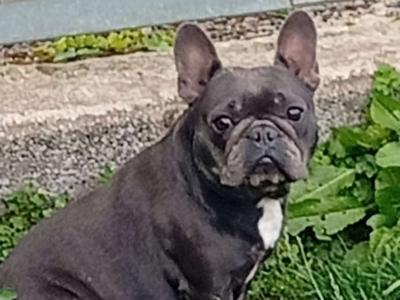 Female French Bulldog in Galway