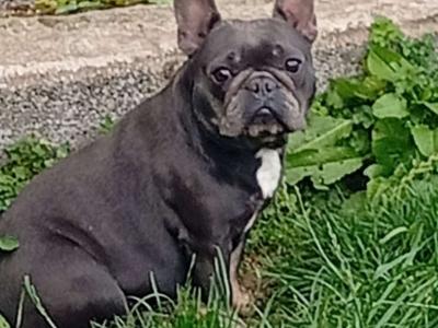 Female French Bulldog in Galway