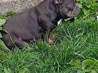 Female French Bulldog in Galway