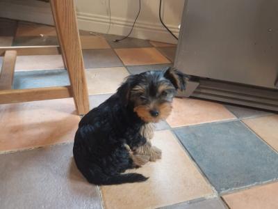 Beautiful Family Raised Yorkshire Terrier puppies in Kilkenny