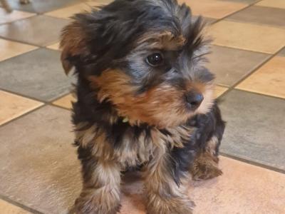 Beautiful Family Raised Yorkshire Terrier puppies in Kilkenny