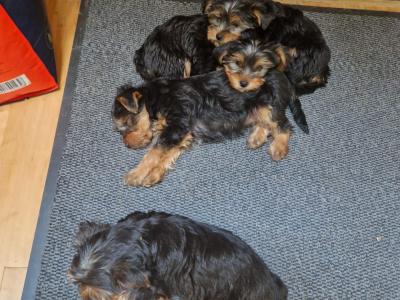 Beautiful Family Raised Yorkshire Terrier puppies in Kilkenny
