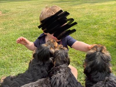 Beautiful Family Raised Yorkshire Terrier puppies in Kilkenny