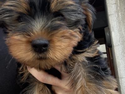 Beautiful Family Raised Yorkshire Terrier puppies in Kilkenny