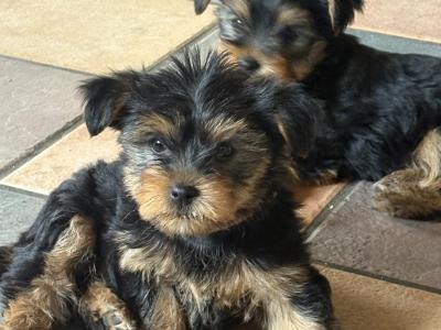 Beautiful Family Raised Yorkshire Terrier puppies in Kilkenny