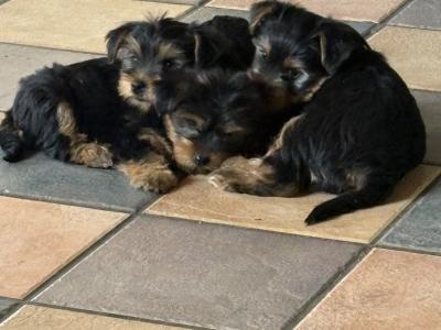 Beautiful Family Raised Yorkshire Terrier puppies in Kilkenny