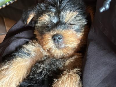 Beautiful Family Raised Yorkshire Terrier puppies in Kilkenny