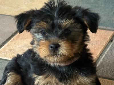 Beautiful Family Raised Yorkshire Terrier puppies in Kilkenny