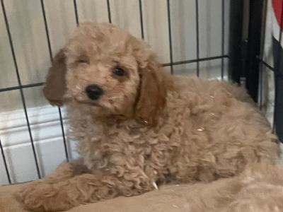 Cockapoo puppies in Cavan
