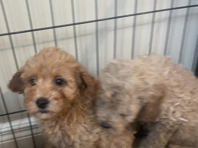 Cockapoo puppies in Cavan