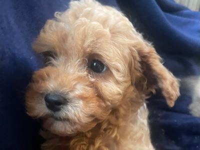 Cockapoo puppies in Cavan