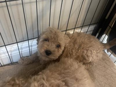 Cockapoo puppies in Cavan
