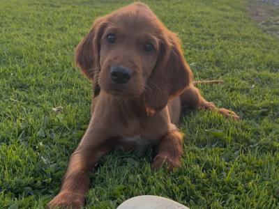 ☘️IRISH SETTER PUPPIES☘️ONLY 2 LEFT.