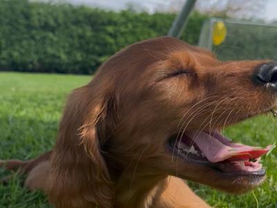 ☘️IRISH SETTER PUPPIES☘️ONLY 2 LEFT.
