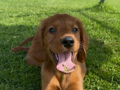 Irish Setter puppies 1 male 1 female ☘️ in Tipperary