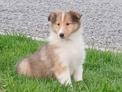 Beautiful Rough Collie puppies in Monaghan