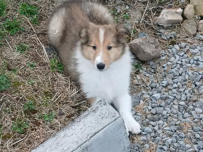 Beautiful Rough Collie puppies in Monaghan