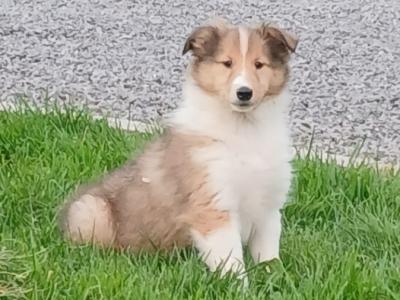 Beautiful Rough Collie puppies in Monaghan