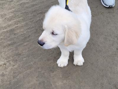Male Golden Retriever puppy in Meath